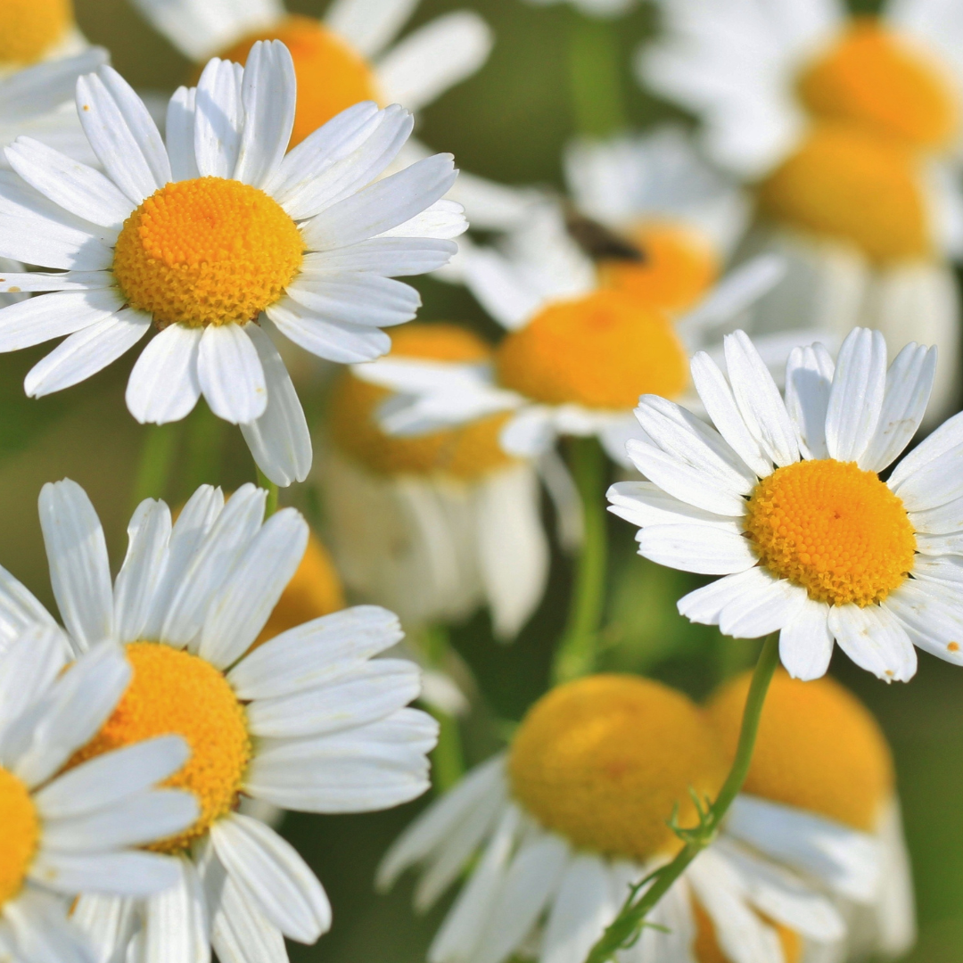 Chamomile (Roman) Essential Oil