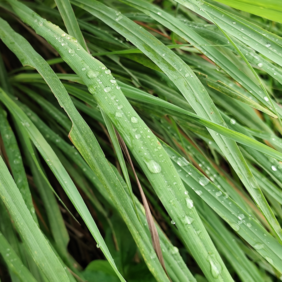 Citronella Essential Oil