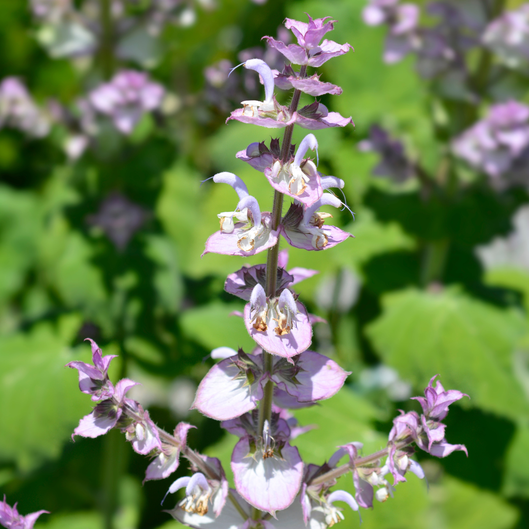 Clary Sage Essential Oil