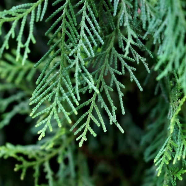 Pairs With Bergamot and Pine