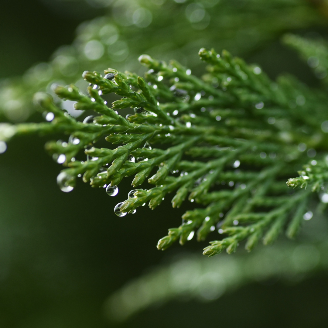 Cypress Essential Oil