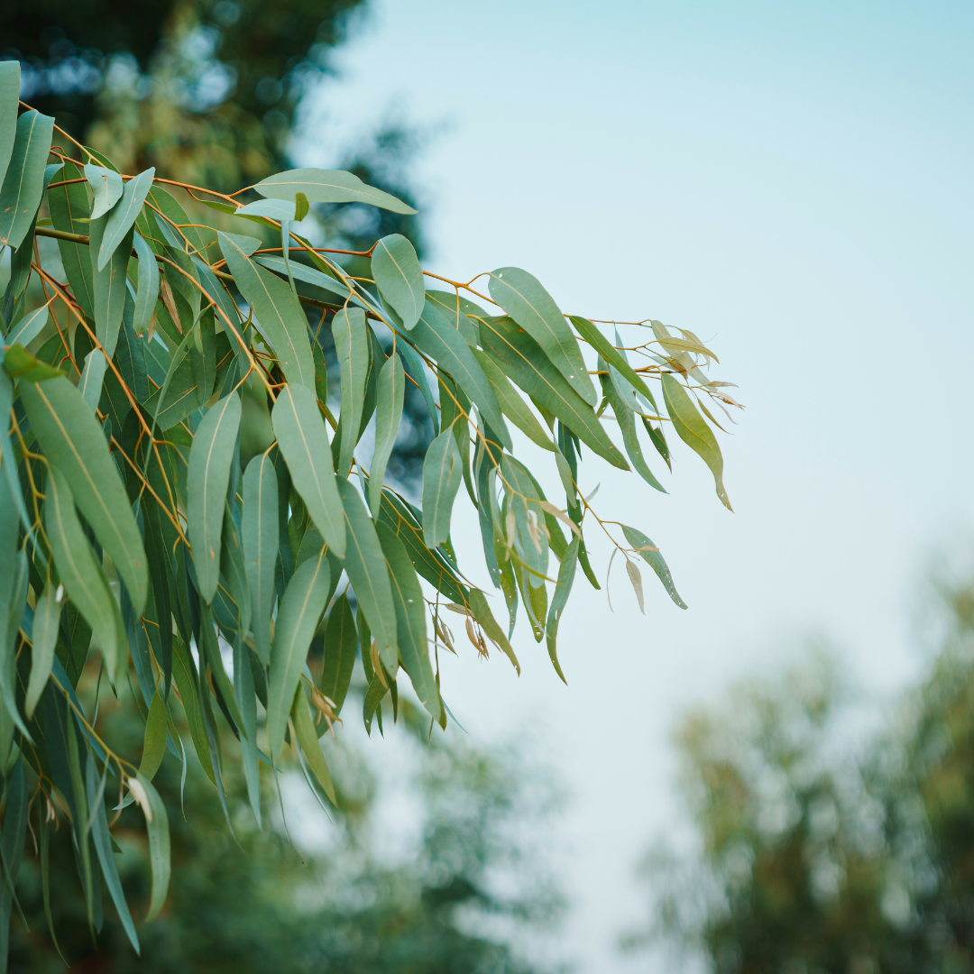 Eucalyptus Essential Oil