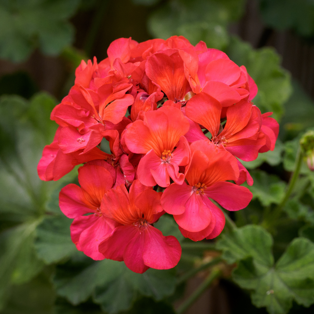 Geranium Essential Oil