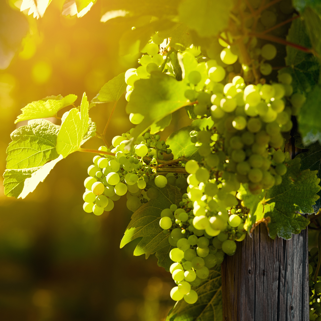 Grapeseed Oil