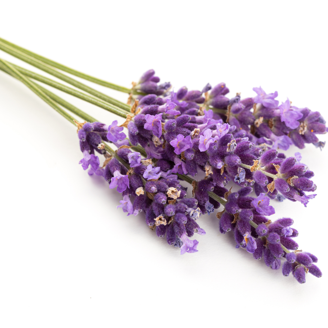 Lavender Essential Oil
