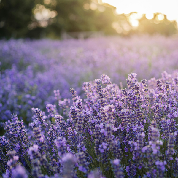 A Softer Lavender