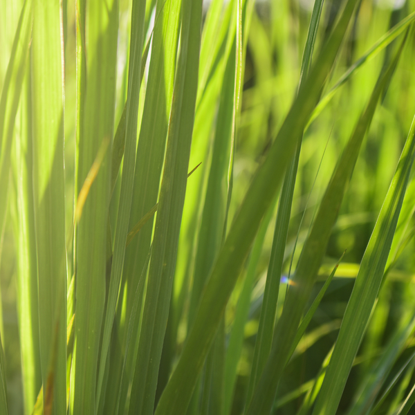 Pairs With Lemongrass and Eucalyptus
