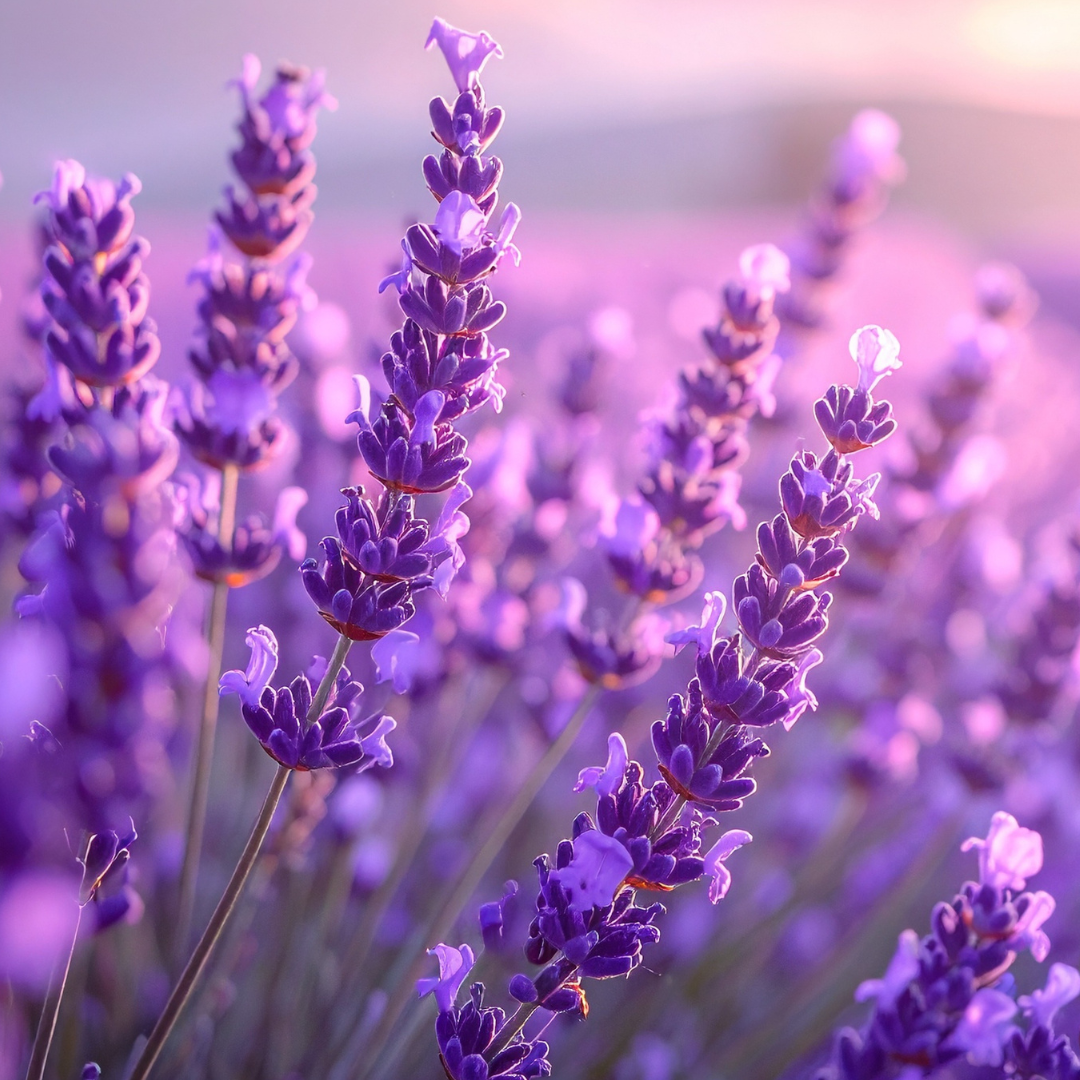 Magic of Provence