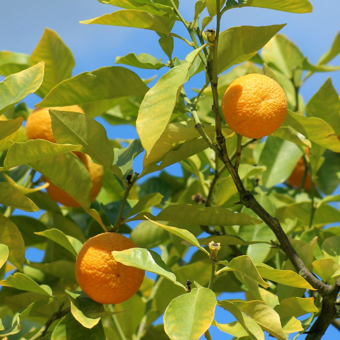 Mandarin Essential Oil