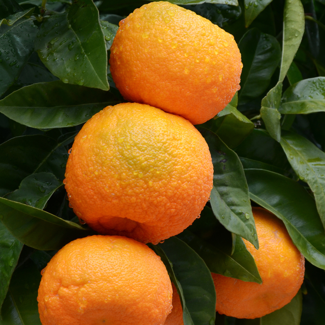 Orange (Sweet) Essential Oil