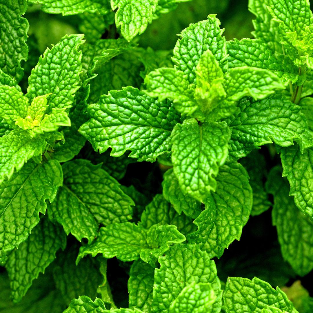 Peppermint Essential Oil