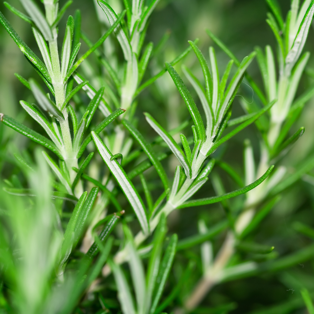 Rosemary Essential Oil