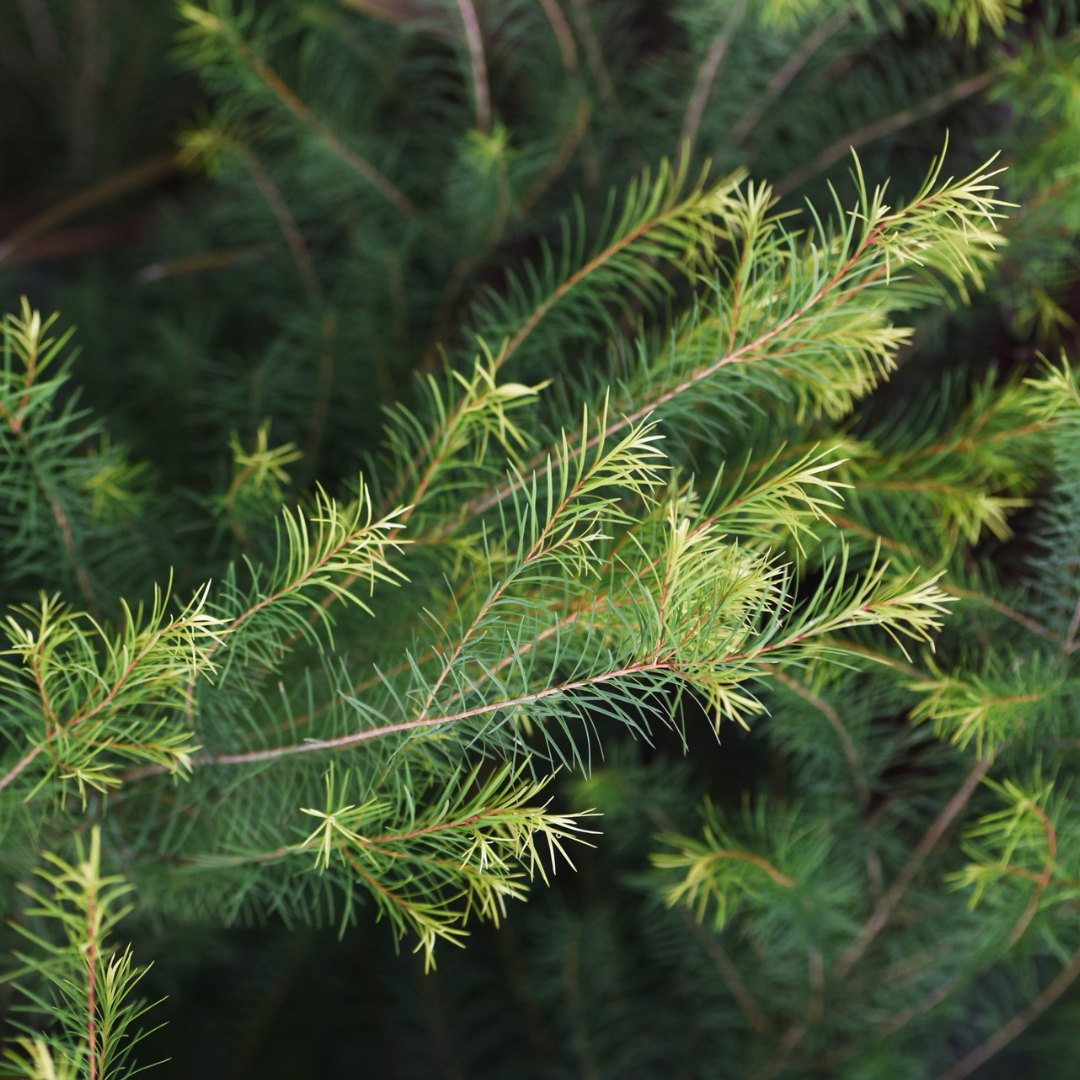 Tea Tree Essential Oil