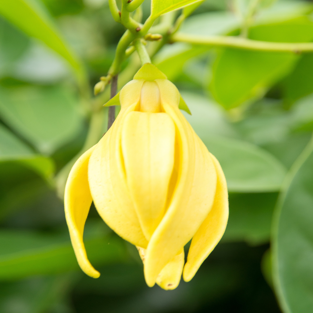 Ylang Ylang Essential Oil