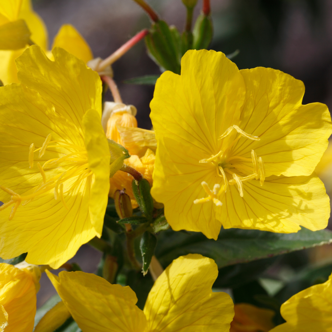Evening Primrose Oil