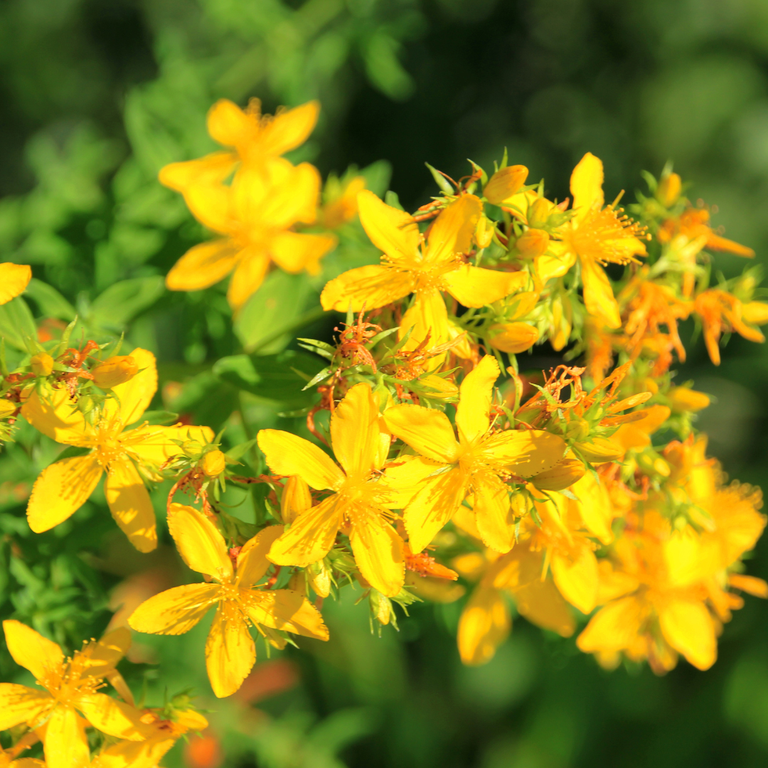 St. John's Wort Oil