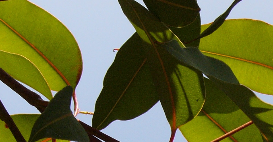 SENSOLI Essential Oils